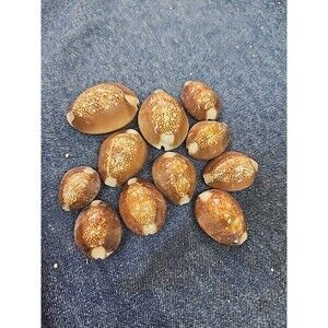Estate Find Lot of 11 Assorted Snake Head Cowrie Shells